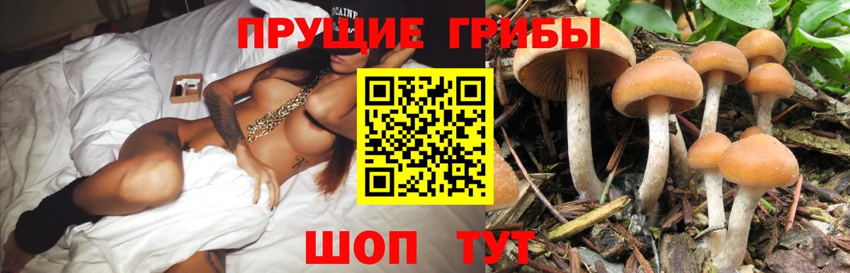 Псилоцибиновые грибы GOLDEN TEACHER  Вход с VPN  Грязи 